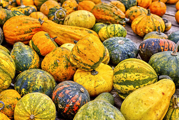 Colorful ornamental pumpkins in autumn, pumpkin as decoration, different ornamental pumpkin...
