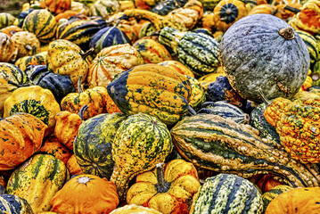 Colorful ornamental pumpkins in autumn, pumpkin as decoration, different ornamental pumpkin...