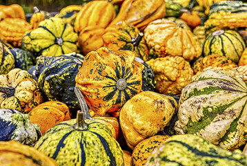 Colorful ornamental pumpkins in autumn, pumpkin as decoration, different ornamental pumpkin varieties, Bavaria, Germany