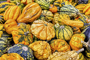 Colorful ornamental pumpkins in autumn, pumpkin as decoration, different ornamental pumpkin...
