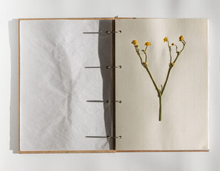 Herbarium with dry flower, dried floral plant on paper page, top view