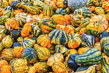 Colorful ornamental pumpkins in autumn, pumpkin as decoration, different ornamental pumpkin...