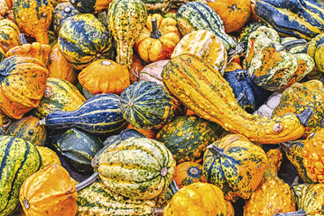 Colorful ornamental pumpkins in autumn, pumpkin as decoration, different ornamental pumpkin varieties, Bavaria, Germany
