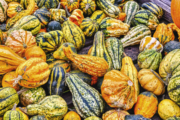 Colorful ornamental pumpkins in autumn, pumpkin as decoration, different ornamental pumpkin...