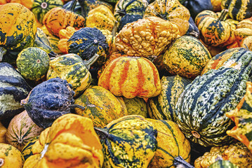 Colorful ornamental pumpkins in autumn, pumpkin as decoration, different ornamental pumpkin varieties, Bavaria, Germany