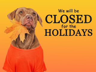 Signboard with the inscription We will be closed for the Holidays. Cute brown dog and a basket with pumpkin. Closeup, indoors. Studio shot. Pets care concept