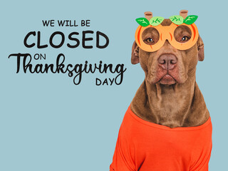 Signboard with the inscription We will be closed on Thanksgiving. Cute brown dog and a basket with pumpkin. Closeup, indoors. Studio shot. Pets care concept - obrazy, fototapety, plakaty