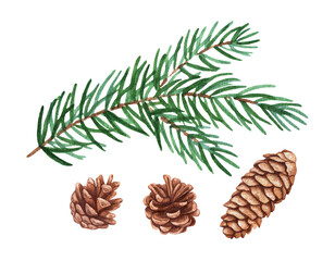 Watercolor spruce branch, pine and spruce cones isolated on white background.