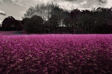 pink flower fields. agricultural pink fields. landscape of pink plants in a field. background of a field of pink flowers under a gray sky
