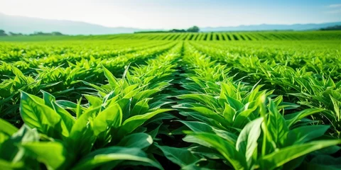 Foto op Aluminium Field of vibrant green biofuel crops. © RABEYAAKTER