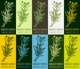 Set of  drawing of BRANCHED PLANTAIN in various colors. Hand drawn illustration. Latin name PLANTAGO INDICA L.