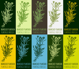 Set of vector drawing of BRANCHED PLANTAIN in various colors. Hand drawn illustration. Latin name PLANTAGO INDICA L.