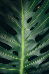 Fototapeta na wymiar Tropical leave of plant green texture background