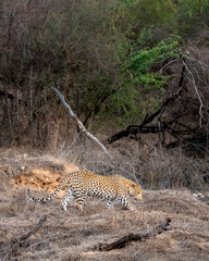 indian wild male leopard or panther or panthera pardus fusca side profile walking or stroll hot summer season outdoor jungle safari at dry deciduous forest of central india asia