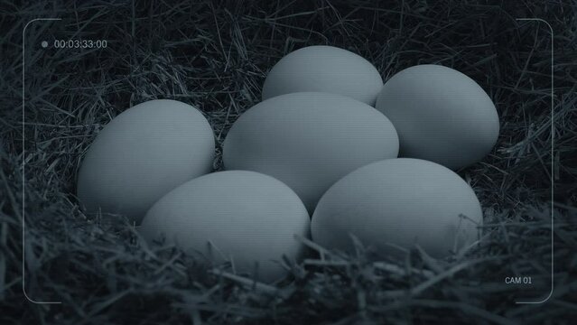Nature Cam Egg Moving In Nest CCTV Feed