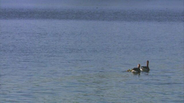 Greylag goose on a lake