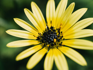 yellow daisy flower