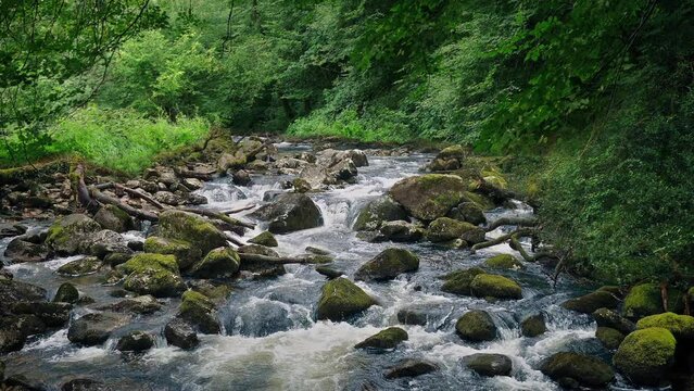 Scenic River Through Green Woodland