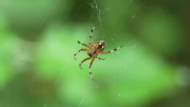 Cross spider on spider web