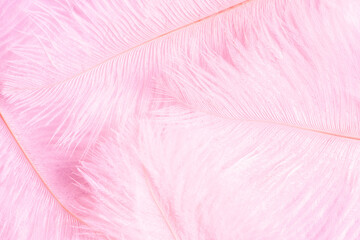 Pink feather background. Softness pink feather texture. Soft pastel background pink feather pattern