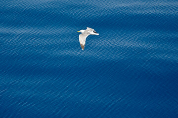 Seagull flying low over open sea. No people. Copy space.