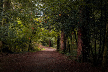 Naklejka premium A path though the woodland in Autumn in South Wales UK 