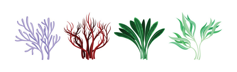 Seaweed and Marine Algae Plant Curve Vector Set