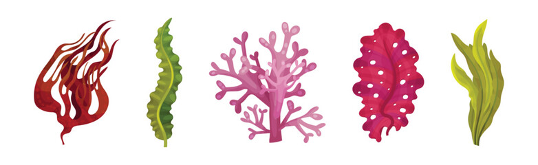 Fototapeta premium Seaweed and Marine Algae Plant Curve Vector Set