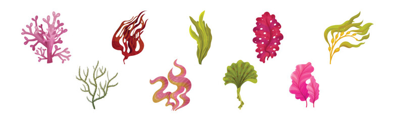 Seaweed and Marine Algae Plant Curve Vector Set