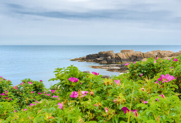 The northern coast of Bornholm, Danmark, with dog roses in front of the shore