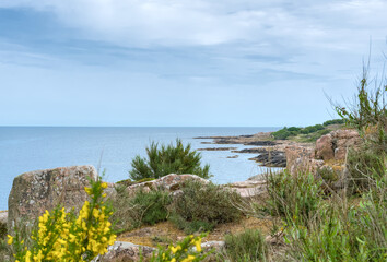 The northern coast of Bornholm, Danmark, with yellow genista  in front of the shore
