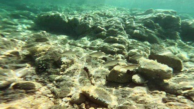 School of breams swim on the rocky bottom