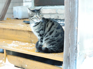 Cat on the steps