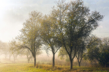 Fototapeta na wymiar Fog Over The Trees