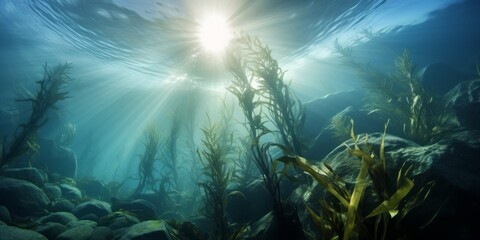 Fototapeta na wymiar Kelp Forest Submerged Symphony: A Mesmerizing Underwater Oceanic Plant Cover Reveals the Natural Beauty and Biodiversity of the Kelp Forest Ecosystem