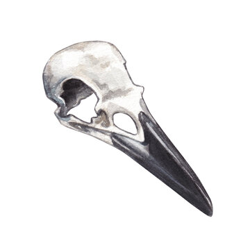 Raven skull. Watercolor hand drawn illustration of an old bird skull. Clipart on a white background on the theme of alchemy, mysticism, witchcraft, esotericism.