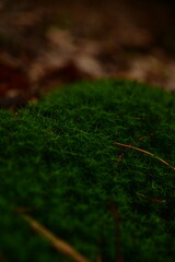 green moss in the forest. Undergrowth