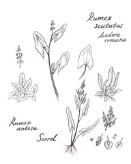 Rumex scutatus, french sorrel plant in bloom, sketch on white backgorund
