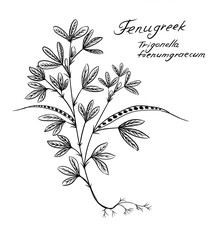 Fenugreek, Trigonella foenum-graecum, annual plant in the family Fabaceae, black and white sketch, on white background