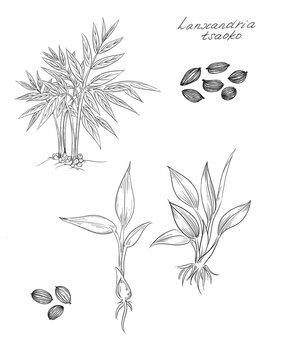 Lanxangia tsaoko, formerly Amomum tsao-ko, and also known as black cardamom, is a ginger-like plant