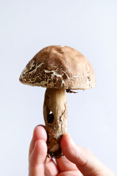 Mano maschile che tiene un fungo porcino biologico isolato su sfondo bianco. Fungo di bosco condimento autunnale. Copia spazio.
