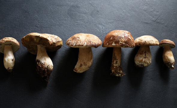Funghi porcini biologici isolati su sfondo scuro. Fungo di bosco condimento autunnale. Vista dall'alto.