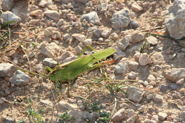saltamontes ensifera, ensiferos, saltamontes poniendo huevos en la tierra, suelo, saltamontes con...