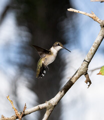 Raymondville, TX.09/26/23..Female Ruby-throated Hummingbird..Photo by David Pike