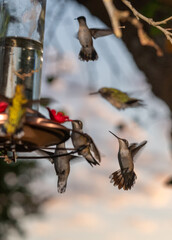 Hummingbirds in Raymondville, TX..09/27/23..Migrating hummingbirds swarm the feeder..Photo by David Pike