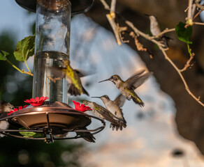 Hummingbirds in Raymondville, TX..09/27/23..Migrating hummingbirds swarm the feeder..Photo by David Pike