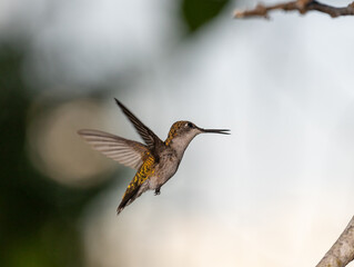 Fototapeta premium Hummingbirds in Raymondville, TX..09/27/23..Female Ruby-throated hummingbird5...Photo by David Pike