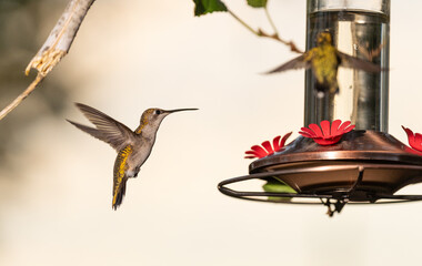 Hummingbirds in Raymondville, TX..09/27/23..Migrating hummingbirds swarm the feeder..Photo by David Pike