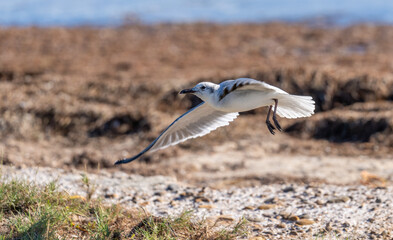 Port Mansfield, TX.10/17/23..gull..Photo by David Pike