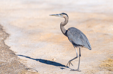 Port Mansfield, TX.10/17/23..Great Blue Heron..Photo by David Pike
